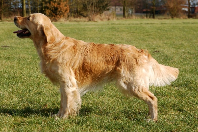 golden retriever purpose honden rassen hondenforum golden retriever purpose honden rassen hondenforum